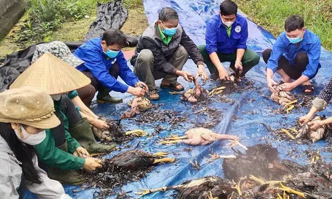 Gần 8.000 con gà chết trong đêm do trang trại bị chập điện