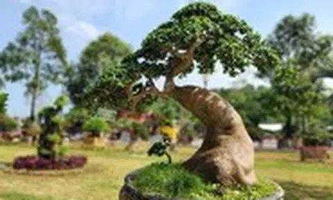 Hơn 1.000 bonsai đổ về Quảng Ngãi, khách đến xem trầm trồ trước siêu cây