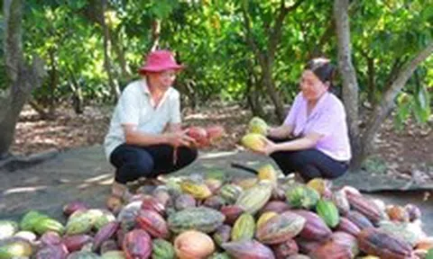 Giá ca cao tăng vọt, nông dân phấn khởi