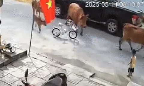 Kinh hãi bò thả rông tấn công cháu bé ở Đà Nẵng