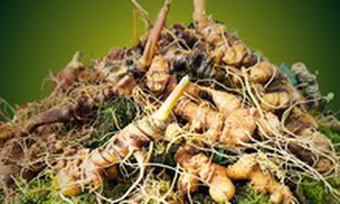 Nghề sâm Ngọc Linh là di sản văn hóa phi vật thể quốc gia