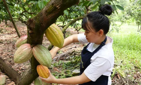 Để hồn Việt “lên men” trong từng hạt cacao thủ công