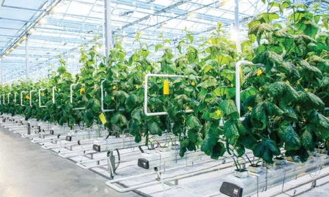 Huy động vốn qua phát hành cổ phiếu của các doanh nghiệp nông nghiệp niêm yết trên Sở giao dịch chứng khoán Thành phố Hồ Chí Minh