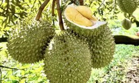 Phó thủ tướng yêu cầu xử lý thông tin liên quan đến trái sầu riêng