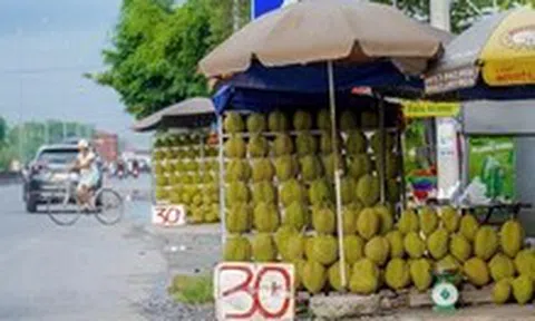 Sầu riêng miền Tây bán lề đường chỉ 30.000 đồng/kg