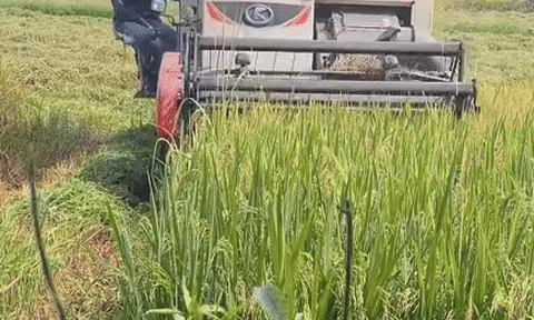 Quán cà phê giữa cánh đồng, máy gặt tiến sát bàn ở Huế