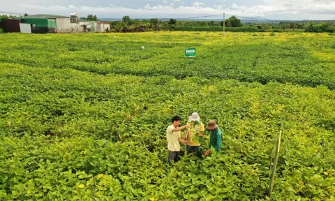 Chuyện người giữ sức khỏe cho đất