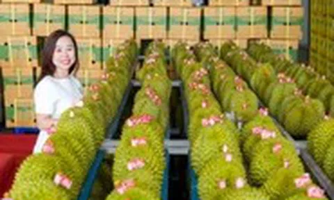 Trung Quốc phê duyệt thêm gần 1.000 vùng trồng và cơ sở đóng gói sầu riêng Việt Nam