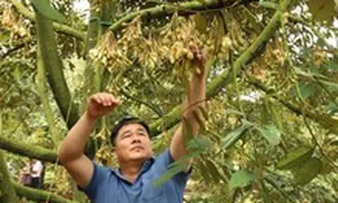Phải kiểm soát chất lượng sầu riêng từ vườn đến từng công hàng xuất khẩu