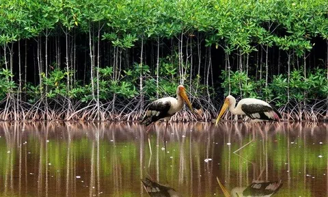 Nghiên cứu giải pháp tháo gỡ chính sách chi trả dịch vụ môi trường rừng ngập mặn tại Việt Nam