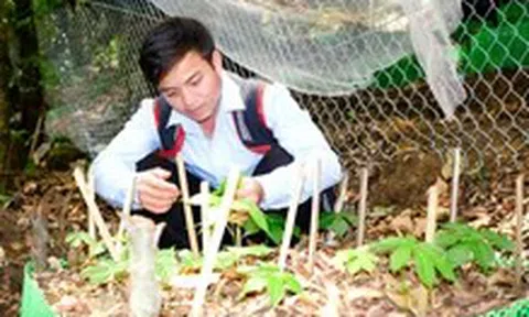 Tri thức dân gian sâm Ngọc Linh Kon Tum là di sản văn hóa phi vật thể quốc gia