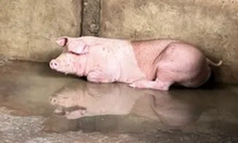 Hậu Giang chấn chỉnh quy trình kiểm soát giết mổ