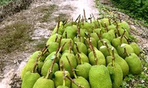 Mít Thái, ổi, xoài đồng giá 1.000 đồng/kg