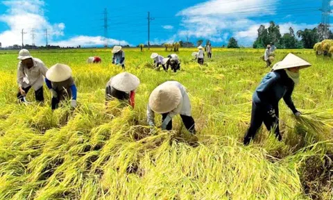 Nhân tố ảnh hưởng đến quyết định tham gia hợp tác xã của nông dân trồng lúa ở Đồng bằng sông Cửu Long