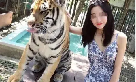 Thảm họa sở thú: Hổ thành nạn nhân mê tín, khách đua nhau nhổ lông lấy lộc