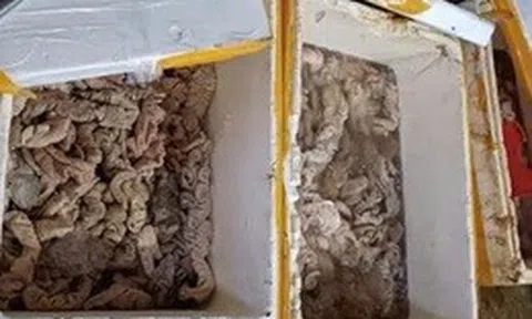 Phát hiện kho hàng tại Đà Nẵng chứa 3,5 tấn thịt, nội tạng bốc mùi đổi màu