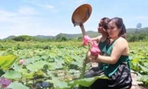 Đẹp ngỡ ngàng mùa sen Trà Lý, du khách ùn ùn đến check-in