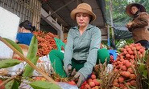 Kiếm tiền triệu mỗi ngày giữa mùa vải thiều Bắc Giang