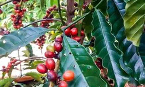Giá cà phê bất ngờ bật tăng sau chuỗi ngày giảm liên tục