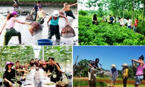 Từ dữ liệu đến chiến lược: Xu hướng học thuật về du lịch nông nghiệp Việt Nam (2014-2024)