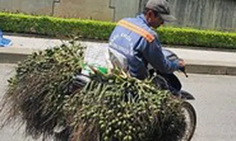 Vì sao Việt Nam tăng mạnh việc nhập khẩu cau?