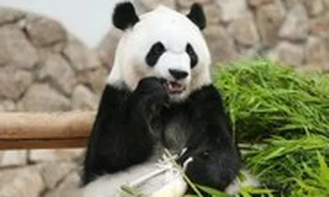 Hàng ngàn người Nhật xúc động tiễn 4 gấu trúc khổng lồ về Trung Quốc