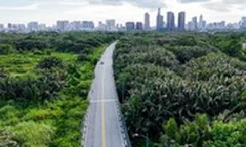 Mướt mắt rặng dừa, lau sậy xanh um giữa lòng Thủ Thiêm
