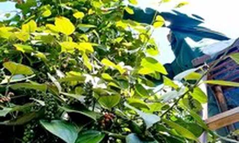 Giá hồ tiêu Việt Nam 'phân hóa' với quốc tế