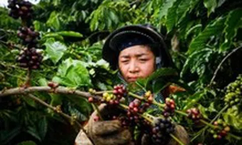 Giá cà phê biến động trái chiều, nông dân lăn tăn giữa bán và giữ hàng