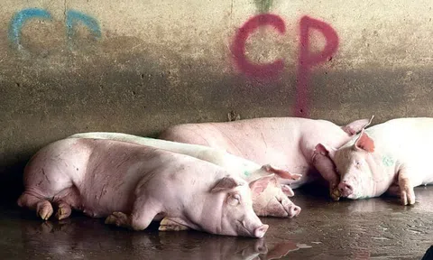 Bộ Công an làm rõ động cơ phát tán hình ảnh tố C.P. Việt Nam bán thịt heo bệnh