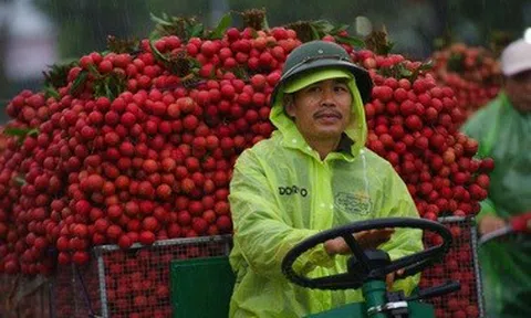 Cảnh tắc đường dài vài ki-lô-mét mùa vải thiều Lục Ngạn chín rộ ở Bắc Ninh