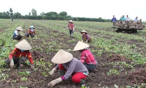 Giải pháp nâng cao chuỗi giá trị sản phẩm khoai lang Móng Cái (Quảng Ninh)