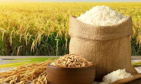Công ty xuất khẩu gạo lớn nhất Việt Nam nhận nhiệm vụ xây siêu trung tâm logistics nông sản