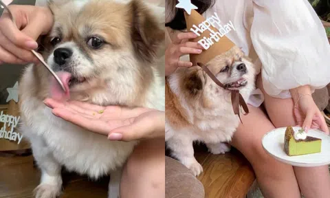 Quán cà phê Hà Nội xin lỗi sau vụ để chó dùng dĩa của khách