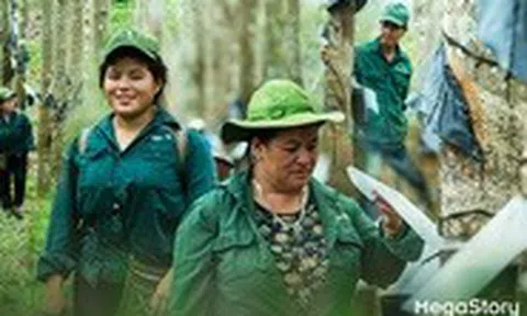 Hành trình xanh của cao su trên mảnh đất cực Tây Tổ quốc