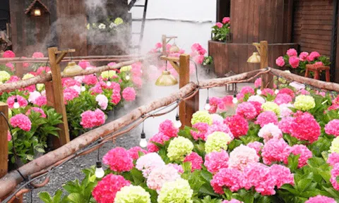 Quán cà phê TPHCM "chơi lớn" phủ đầy hoa cẩm tú cầu, giới trẻ đổ xô sống ảo