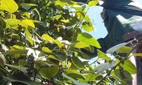 Giá hồ tiêu nội địa giảm nhẹ, giá thế giới diễn biến trái chiều