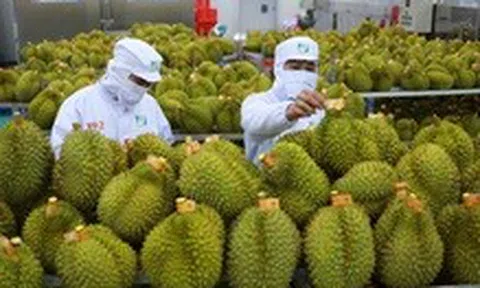 Sầu riêng Việt Nam được Trung Quốc đánh giá rất tốt sau chuyến kiểm tra thực tế