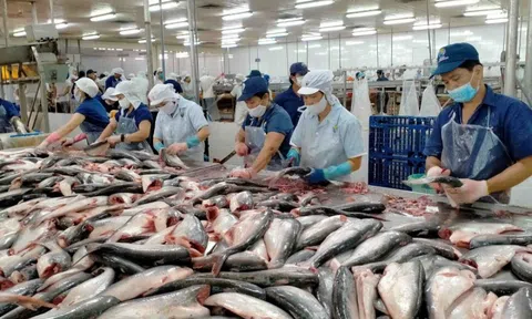 Nâng cao vai trò ngân hàng trong thúc đẩy phát triển bền vững ngành cá tra