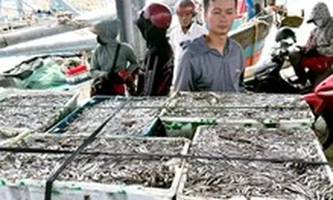 Ngư dân Quảng Trị trúng cá cơm, cảng cá nhộn nhịp từ sáng sớm