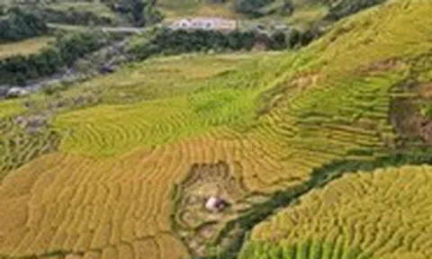 Ngỡ ngàng mùa vàng ở Ngọc Linh, bức tranh tuyệt sắc giữa đại ngàn Quảng Ngãi