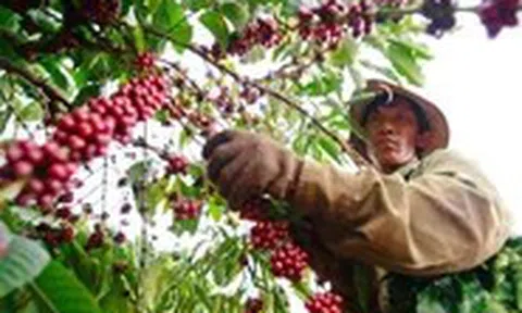 Xuất khẩu cà phê cán mốc 6 tỉ USD, sầu riêng đang phục hồi đà xuất ngoại