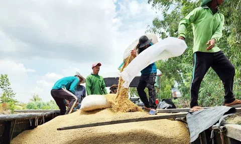 Philippines tạm dừng nhập gạo 60 ngày, lo 40% xuất khẩu gạo Việt Nam bị chặn cửa