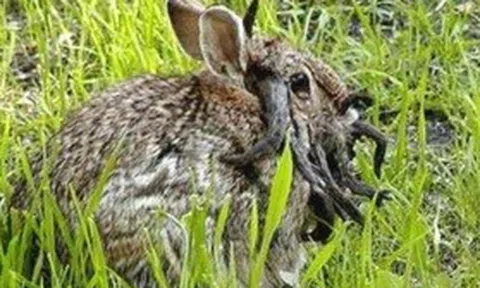 Mỹ: Thỏ "mọc sừng" gây xôn xao cộng đồng mạng