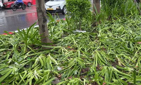 Cảnh tượng khó tin sau buổi tổng hợp luyện, cây, hoa bị dân giẫm nát tơi tả