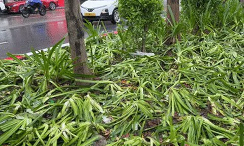 Vụ dân giẫm nát cây khi xem tổng hợp luyện: GĐ trung tâm thuộc Sở Xây dựng nói gì?