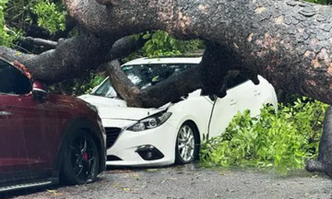 Sau tiếng động lớn, cây cổ thụ bật gốc đè bẹp hai ô tô ở Hà Nội