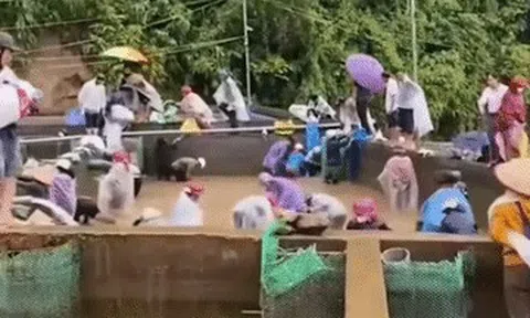 Nữ chủ trại nói sự thật về thông tin cả chục người nhảy xuống bể 'hôi của' cá tầm