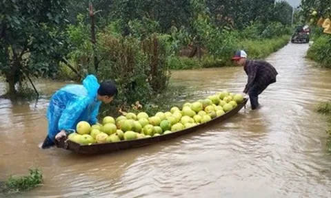 Mưa lớn gây ngập sâu, nông dân Hà Tĩnh xót xa chèo thuyền vớt vát loại quả đặc sản