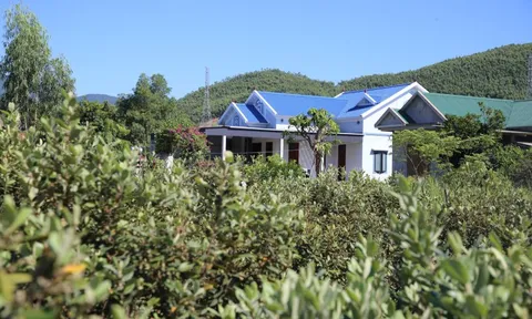 Loài cây hoang dại cho quả tím biếc, bất ngờ thành "cây làm giàu" ở dãy Hoành Sơn